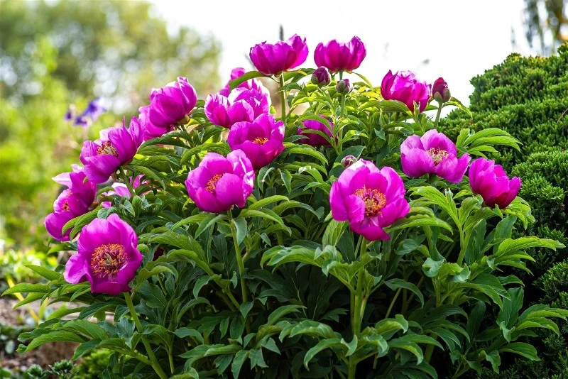 The branches were covered with peony plants The branches were covered with peony plants